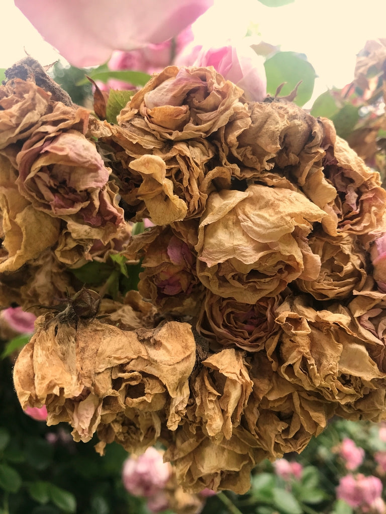 Fat Quarter Bundle "Die letzte Rose in der Herbstsonne" (12 FQ)